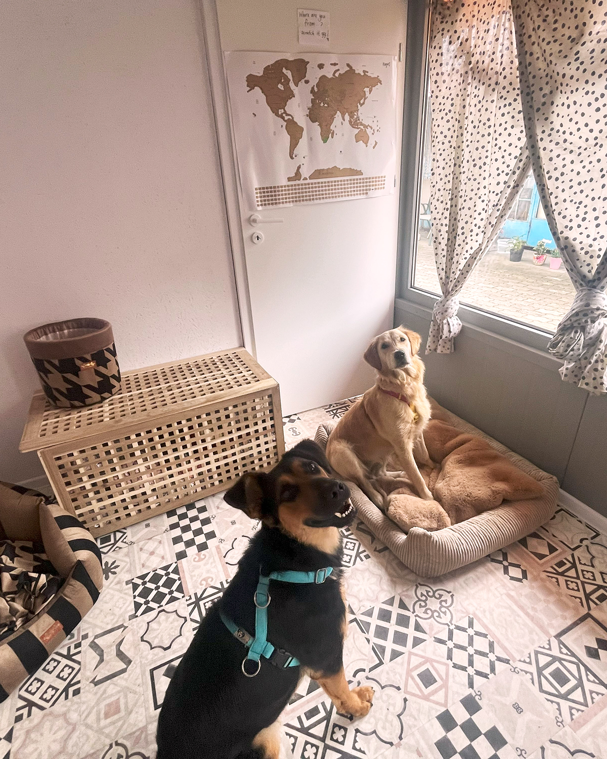 Paws 'N' Board Pet Daycare Center photo.