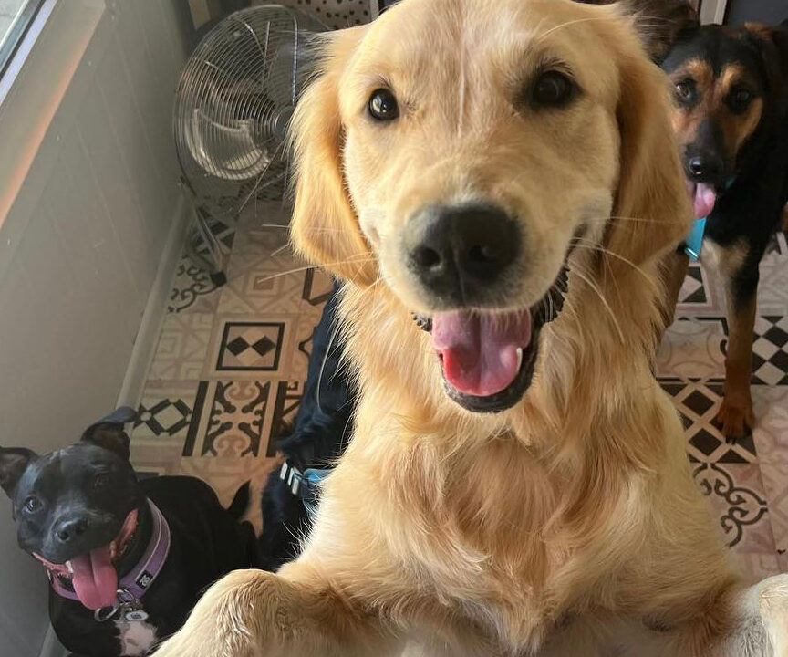 Very happy golden retriever and his two furry friends in Paws 'N' Board Day Center